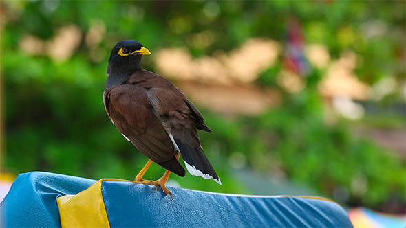 Common Myna