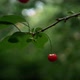 Two Single Cherries on a Cherry Tree with Dense Green Foliage - VideoHive Item for Sale