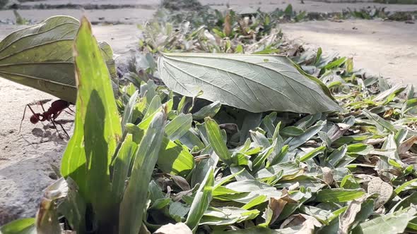 Shot on the ant worker magical movement, leaves and grass on garden corner