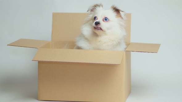 Cute dog with blue eyes in carton box. Dog white in cardboard box on white background.