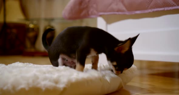 A Close-up Portrait of a Miniature Chihuahua Dog Is on the Floor on a Soft Lounger, Being Played