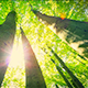 Sunny Green Trees - VideoHive Item for Sale