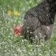 Chicken Nibbles Feed on Green Meadow 01 - VideoHive Item for Sale