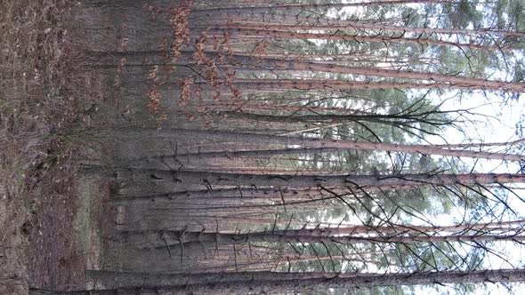 Vertical Video of Trees in a Pine Forest Slow Motion