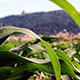 Corn Field Husk in Breeze with Mountains - VideoHive Item for Sale