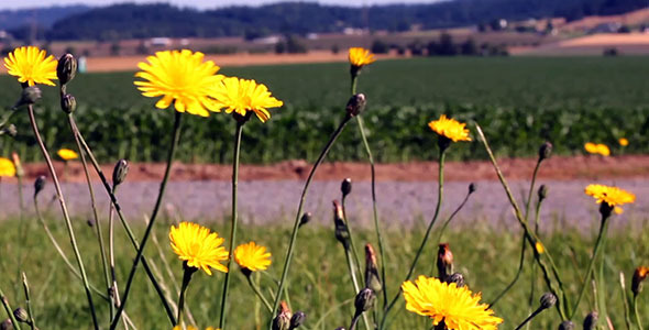 Yellow Flowers in Farm Country Field with Mountain