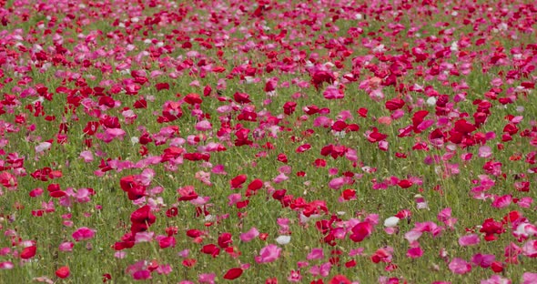 Pink poppy flower field garden