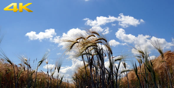 Wheat Field