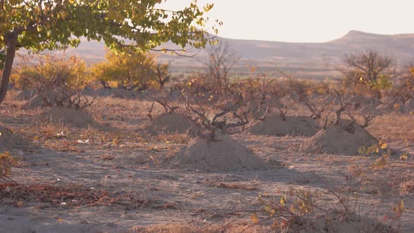 Dry Plants Growing in Sandy Ground on a Summer Day.