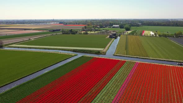 Aerial View of Tulip Bulb-fields in Springtime, Holland, the Netherlands