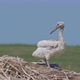 Young Dalmatian Pelican or Pelecanus Crispus in a Wild - VideoHive Item for Sale