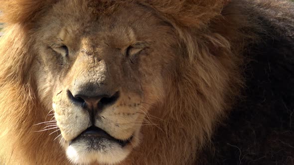 Portrait of a big male lion (Panthera leo)