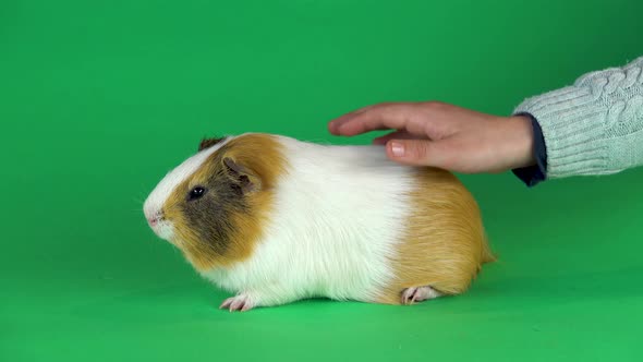 Short-haired Colored Guinea Pig and Man Hand Strokes Her on a Green Background Screen in Studio