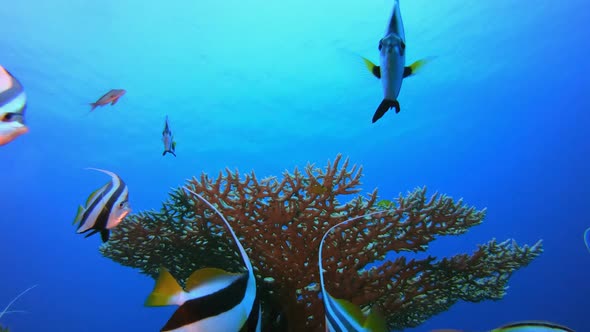 Reef Underwater Coral Garden