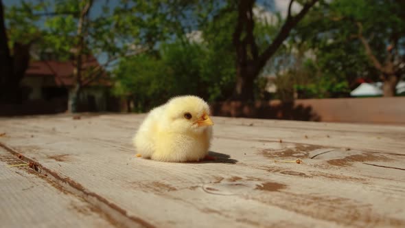 Beautiful Yellow Chick on Table