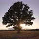 Aproaching Oak Tree - VideoHive Item for Sale