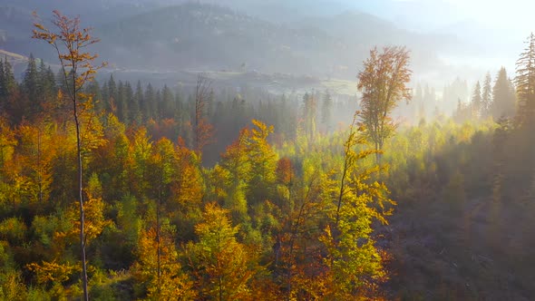 Aerial View of a Bright Autumn Forest on the Slopes of the Mountains in the Fog at Sunrise