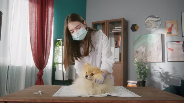 Veterinarian is Conducting Examination of Pomeranian