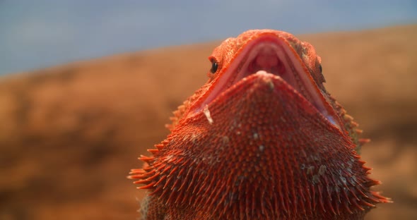 Bearded Dragon Portrait Isolated on Black