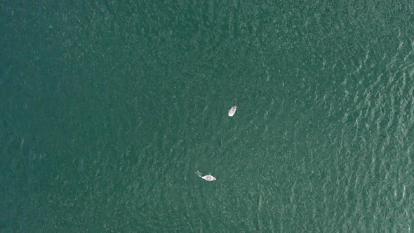 AERIAL: Top View of Two Isolated Seagulls Eating Dead Plaice in Baltic Sea