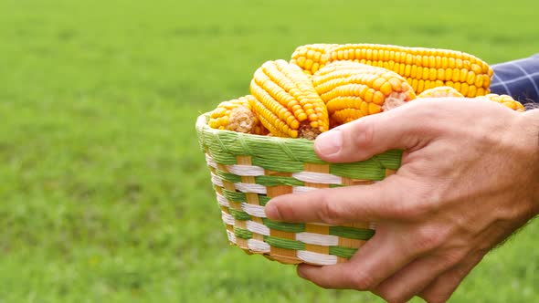 Two Farmers Pass Each Other a Basket of Ripe Corn. Hands Close Up. Production of Agricultural Crops