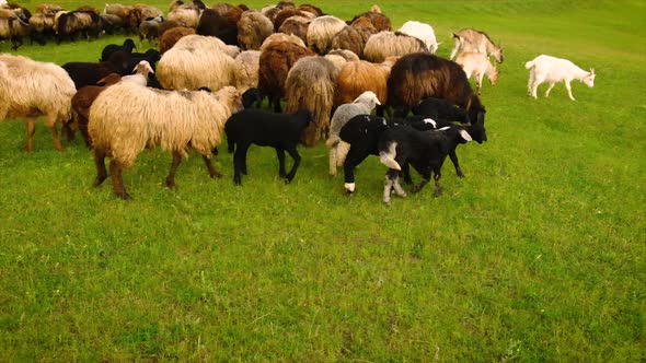 Sheep and Goats Graze in the Pasture