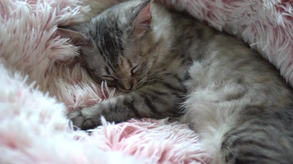 Cute Persian Kitten Sleeping On Bed