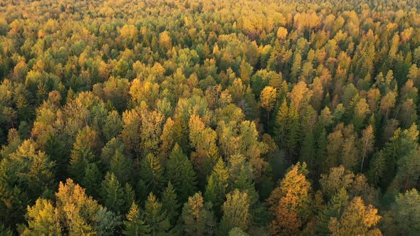 Flying Over the Autumn Forest. Aerial Drone Top View. Aerial Top View of Early Autumn Forest. Aerial