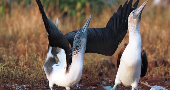 Blue Footed Booby in a mating dance, telephoto