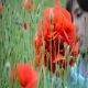Little Girl Gather a Bouquet of Poppies 02 - VideoHive Item for Sale