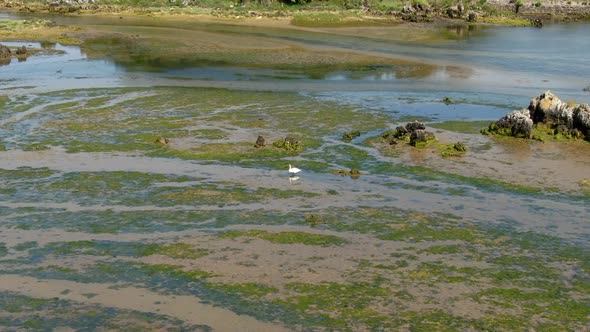 Aerial drone view of wet sandy shore at low tide with lonely bird, forward, day