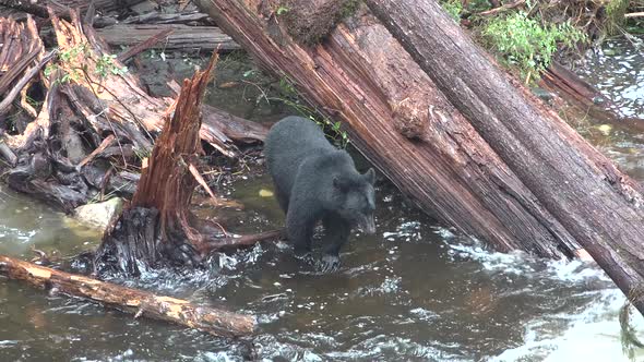 Wildlife of Alaska. Bears come to a mountain river and catch fish in it.