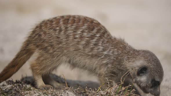 Close up of sweet baby Meerkat looking for food between sand during sunny day outdoors