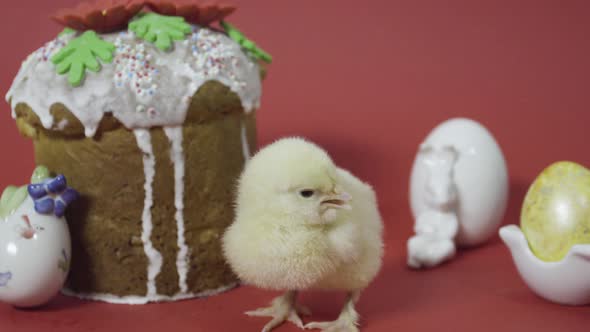 Fluffy Chick Clucking Near Easter Cake, Bunny and Colorful Eggs. Red Background