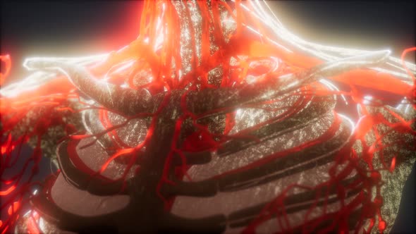 3d Rendered Medically Accurate Animation of Heart and Blood Vessels