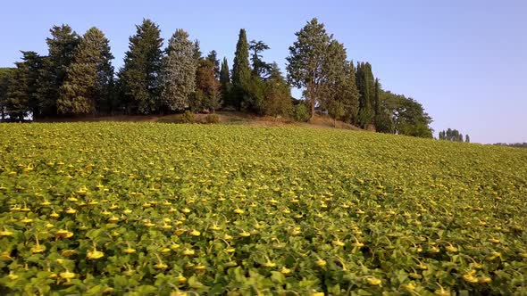 A sunflower field in the Tuscany region of Italy during a cold morning before rising, Aerial drone p