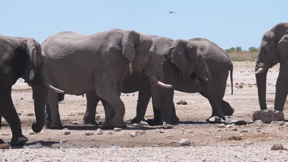 Herd of elephants around an almost dry waterhole 