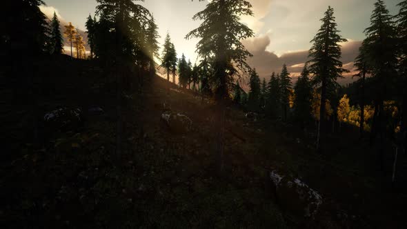 Sunlight in Forest at Sunset