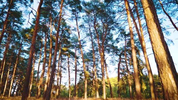 Landscape with a Pine Forest