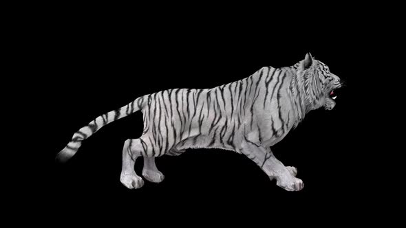 Tiger Roar 2