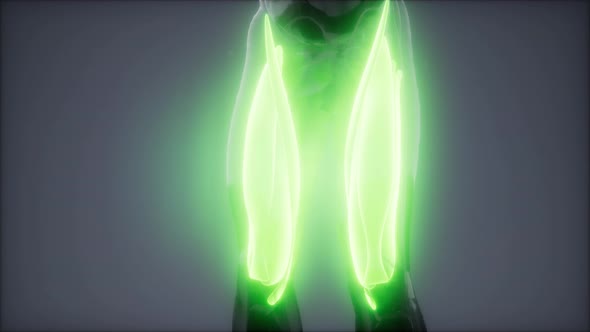 Thigh Muscles - Visible Muscle Anatomy Map alt