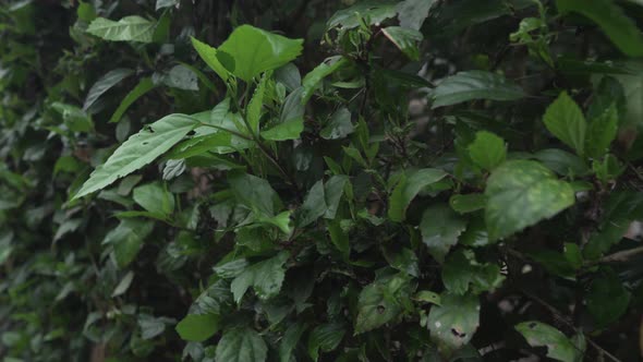 Green Leaves Of Hibiscus Shrub Plant In The Garden - close up