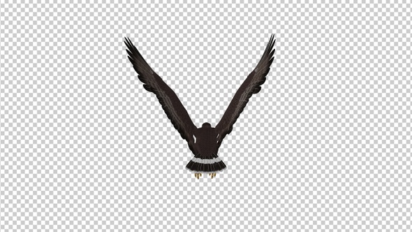 Black Hawk - Flying Loop - Back View alt