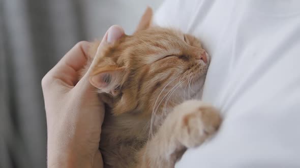 Cute Ginger Cat Dozing on Woman's Hands. Close Up Slow Motion Footage of Fluffy Pet. Woman Stroking