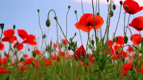 Red Poppies and Other Steppe Vegetation