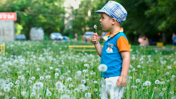 Little Child Blowing Dandelion