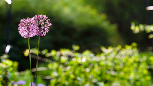 Two Flowers Swinging In The Wind alt
