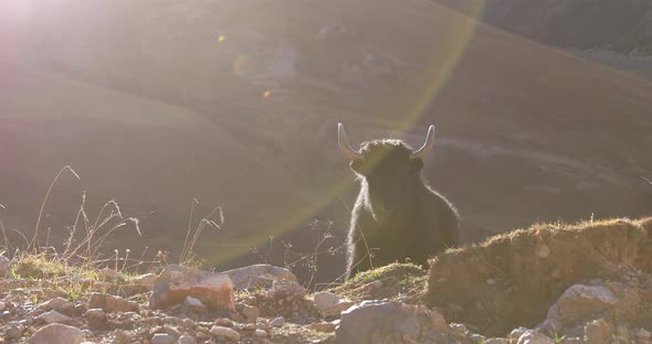 Angry tibet yak glaring at the camera on winter high altitude prairie