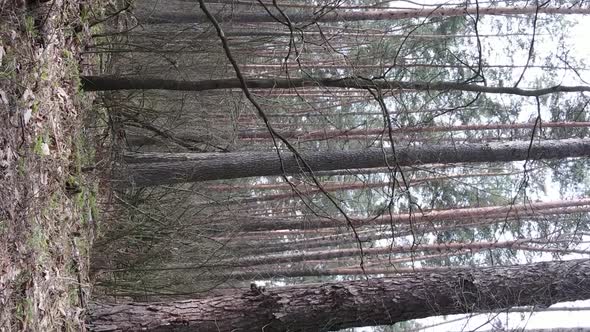 Vertical Video of Beautiful Forest Landscape