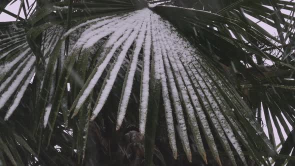 Palm Tree In Snow Fall - IV